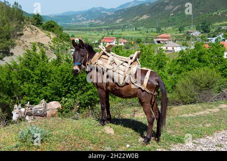 Maultier mit Packsattel, Kaluth, Südalbanien, Albanien Stockfoto