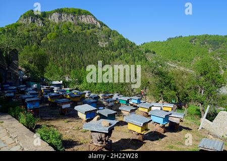 Bienenzucht, Dardha, Skigebiet, Gramoz Mountains, Korca District, Korca, Albanien Stockfoto