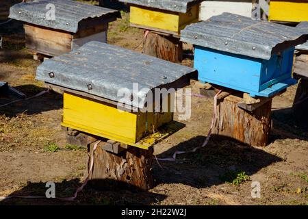 Bienenzucht, Dardha, Skigebiet, Gramoz Mountains, Korca District, Korca, Albanien Stockfoto