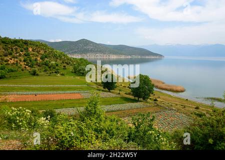 Ufer, großen Prespa Prespa See, Nationalpark, Albanien Stockfoto