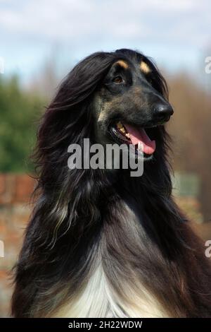 Vertikale Aufnahme eines schwarzen afghanischen Hundehundes im Freien Stockfoto