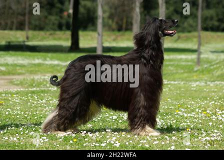 Nahaufnahme eines schwarzen afghanischen Hundehundes im Freien Stockfoto