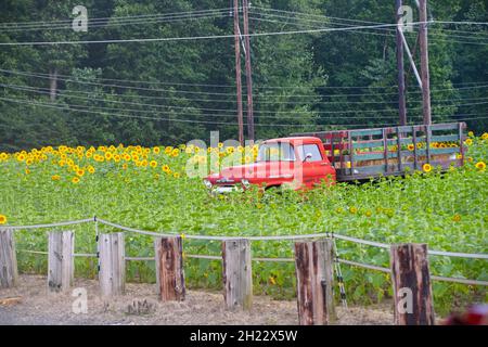 American Sunflower Farm Stockfoto