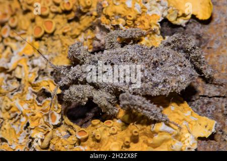 Maskierter Jäger (Reduvius personatus) Stockfoto