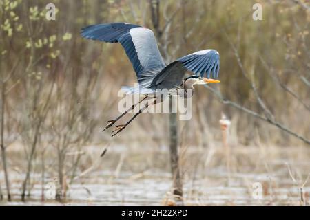 Blaureiher im Flug (Ardea herodias), La Mauricie, Quebec, Kanada Stockfoto