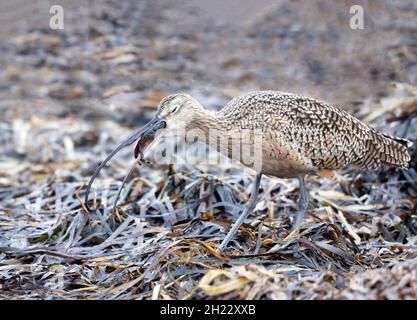 Lang geschenkter Krabben mit Curlew-Essen Stockfoto