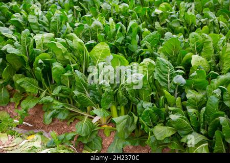 Feld mit grünem Mangold gepflanzt Stockfoto