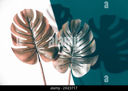 Monstera Blätter und Schatten auf weißem und blauem Hintergrund. Minimaler Surrealismus mit kreativem Copyspace. Stockfoto