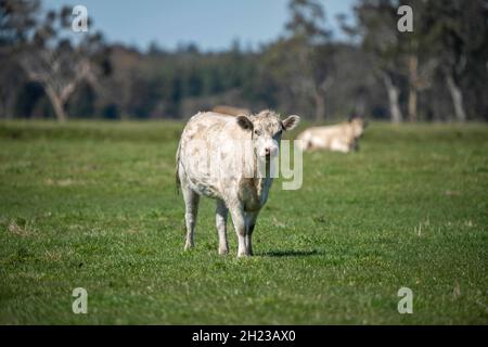 Nahaufnahme von Gestüt Rinderbullen, Kühen und Kälbern grasen auf einem Feld, in Australien. Rassen von Rindern gehören gesprenkelt Park, murray grau, angus, br Stockfoto