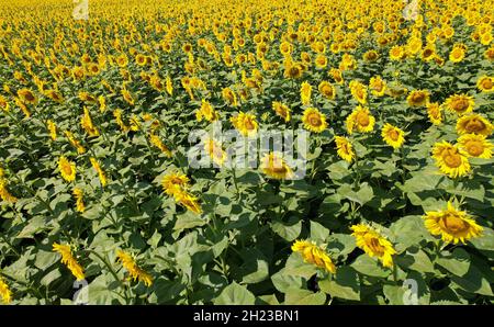 Viele Sonnenblumenblumen mit Samen reifen auf Ackerland Stockfoto