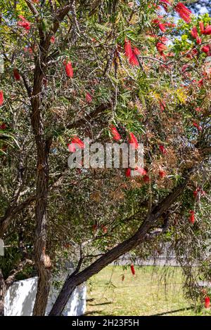 Callistemon viminalis, weinender oder kriechender Flaschenbürstenstrauch im Frühjahr mit tiefroten Blüten, Sydney, Australien Stockfoto