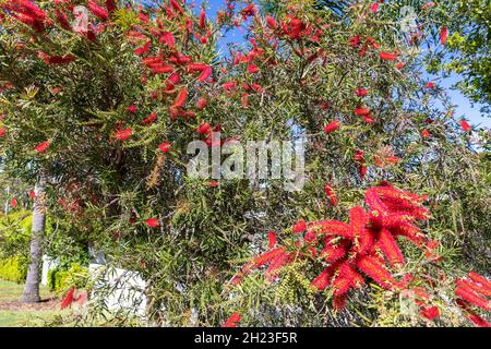 Callistemon viminalis, weinender oder kriechender Flaschenbürstenstrauch im Frühjahr mit tiefroten Blüten, Sydney, Australien Stockfoto