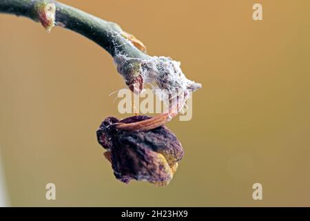 Nahaufnahme eines langschwanzigen Malybugs - Pseudococcus longispinus (Pseudococcidae) auf einem Orchideenblatt sind Malybugs Schädlinge, die Pflanzensäfte füttern. Stockfoto