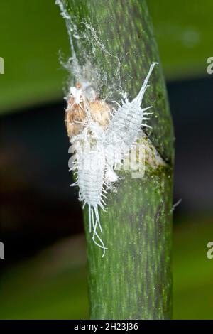 Nahaufnahme eines langschwanzigen Malybugs - Pseudococcus longispinus (Pseudococcidae) auf einem Orchideenblatt sind Malybugs Schädlinge, die Pflanzensäfte füttern. Stockfoto