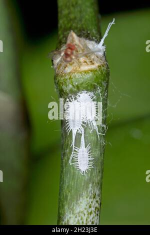 Nahaufnahme eines langschwanzigen Malybugs - Pseudococcus longispinus (Pseudococcidae) auf einem Orchideenblatt sind Malybugs Schädlinge, die Pflanzensäfte füttern. Stockfoto