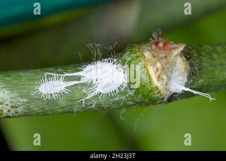 Nahaufnahme eines langschwanzigen Malybugs - Pseudococcus longispinus (Pseudococcidae) auf einem Orchideenblatt sind Malybugs Schädlinge, die Pflanzensäfte füttern. Stockfoto