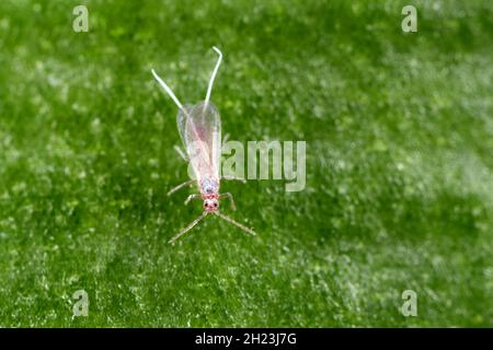 Nahaufnahme eines langschwanzigen Mealybugs - Pseudococcus longispinus (Pseudococcidae). Männchen auf einem Orchideenblatt sind Malybugs Schädlinge, die Pflanzensäfte füttern. Stockfoto