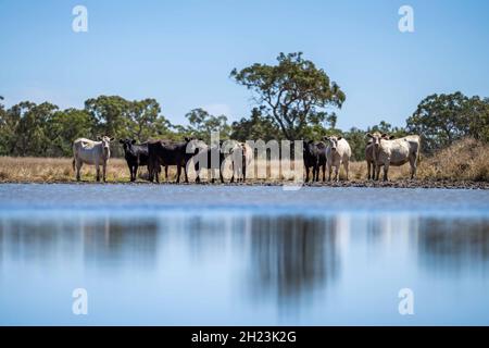Nahaufnahme von Rinderbullen und Kühen, die während einer Dürre auf trockenem Gras auf einem Feld in Australien grasen. Im Sommer essen Heu und Silage. Rassen gehören Stockfoto