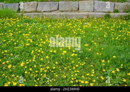 Landschaft blühender Dandelionen auf der Wiese Stockfoto