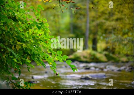 Blätter des japanischen Knokens, Fallopia japonica in der Nähe des Flusses aist im österreichischen Talaisttal im mühlviertel Stockfoto