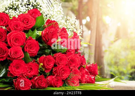 Nahaufnahme von roten Rosen. Stockfoto