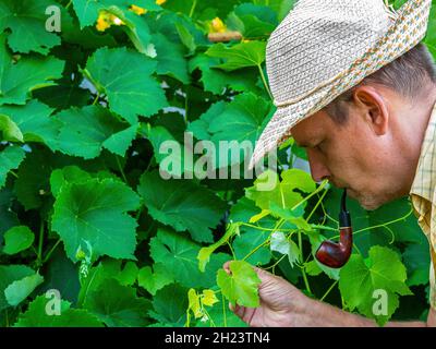 Ein rauchender Bauer untersucht die Blätter der Rebe. Stockfoto
