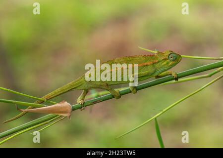 Grobes Chamäleon - Trioceros rudis, wunderschöne farbige Eidechse aus afrikanischen Wäldern, Rwenzori, Uganda. Stockfoto