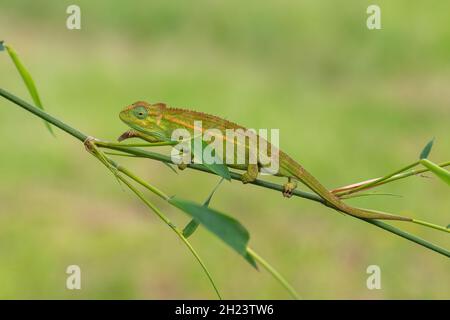 Grobes Chamäleon - Trioceros rudis, wunderschöne farbige Eidechse aus afrikanischen Wäldern, Rwenzori, Uganda. Stockfoto