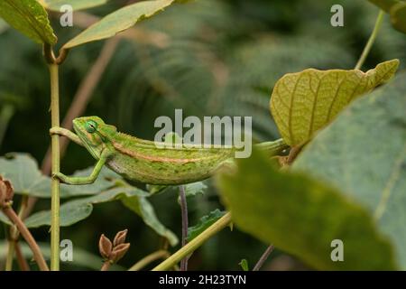 Grobes Chamäleon - Trioceros rudis, wunderschöne farbige Eidechse aus afrikanischen Wäldern, Rwenzori, Uganda. Stockfoto