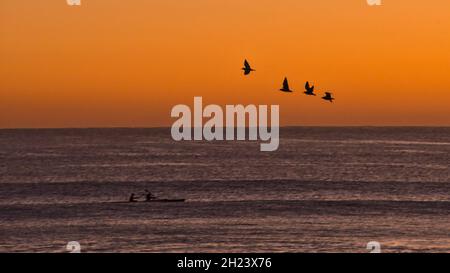 Vogelschar gegen den Sonnenaufgangshimmel Stockfoto