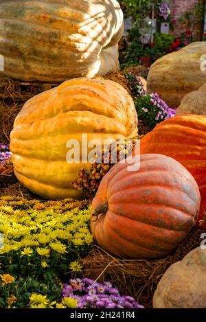 Ausstellung von riesigen Kürbissen in verschiedenen Formen, Farben und Größen. Stockfoto