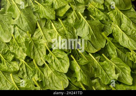 Nahaufnahme von grünen Spinatblättern. Stockfoto
