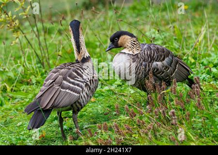 Ein Paar Nene-Gänse, auch bekannt als Hawaiianische Gans (Branta sandvicensis) Stockfoto