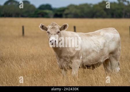 Nahaufnahme von Rinderbullen und Kühen, die während einer Dürre auf trockenem Gras auf einem Feld in Australien grasen. Im Sommer essen Heu und Silage. Rassen gehören Stockfoto