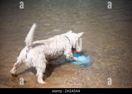 West Highland White Terrier Hund spielt mit fliegenden Scheibe greifen sie in flachem Wasser pinning es unten mit Vorderpfote Rückansicht an sonnigen Tag Stockfoto