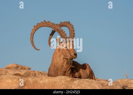 Großer, beeindruckender männlicher Nubischer Steinbock (Capra ibex nubiana aka Capra nubiana), fotografiert in Israel, Wüste Negev im Oktober Stockfoto