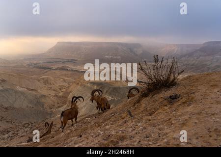 Eine Herde von Nubian Ibex (Capra ibex nubiana aka Capra nubiana), fotografiert in Israel, Wüste Negev im September Stockfoto