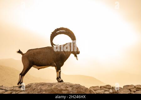 Großer, beeindruckender männlicher Nubischer Steinbock (Capra ibex nubiana aka Capra nubiana), fotografiert in Israel, Wüste Negev im September Stockfoto