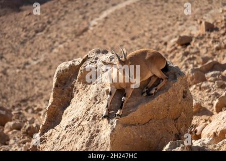 Weiblicher Nubischer Steinbock (Capra ibex nubiana aka Capra nubiana), der sich um ihre Jungen kümmert, fotografiert im Oktober in Israel in der Negev-Wüste Stockfoto