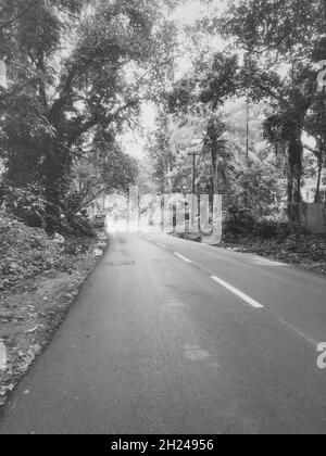 Graustufenaufnahme einer leeren Straße durch den Wald Stockfoto