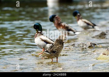 Enten an einem See im Salzkammergut, Oberösterreich, Österreich, Europa - Enten an einem See im Salzkammergut, Oberösterreich, Österreich, Europa Stockfoto