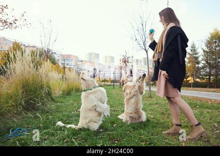 Mädchen trainiert zwei goldene Retriever im Park Stockfoto