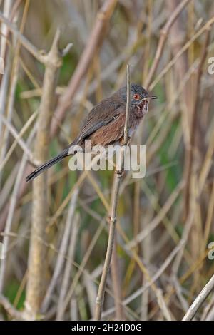 Dartford Warbler im RSPB Minsmere Reserve Suffolk Stockfoto