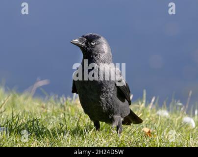 Die Jackdaw ist ein kleineres, ordentliches Mitglied der Krähenfamilie. Paare haben eine enge Bindung und fliegen zusammen, selbst wenn sie in Scharen fliegen, oft mit Rooks. Stockfoto