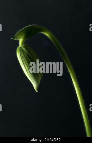 Die Knospe einer Lady's Slipper Orchid Blume in den frühen Stadien der Entwicklung. Orchideenblumen sind eine komplexe Struktur, die oft Insekten nachahmt Stockfoto