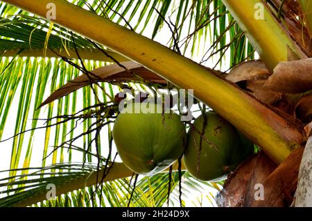 Kokospalme oder Kokos-Nucifera-Pflanze am Strand der Insel Koh Chang im Golf von Thailand für thailänder und ausländische Reisende, die einen Besuch und eine Ernte machen möchten Stockfoto