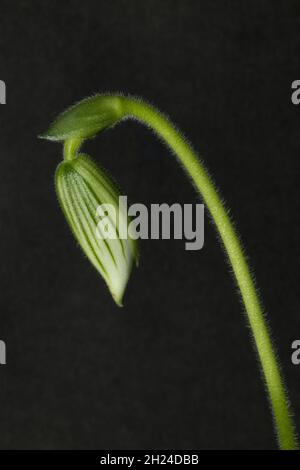 Die Knospe einer Lady's Slipper Orchid Blume in den frühen Stadien der Entwicklung. Orchideenblumen sind eine komplexe Struktur, die oft Insekten nachahmt Stockfoto