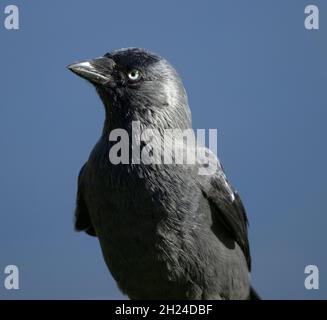 Die Jackdaw ist ein kleineres, ordentliches Mitglied der Krähenfamilie. Paare haben eine enge Bindung und fliegen zusammen, selbst wenn sie in Scharen fliegen, oft mit Rooks. Stockfoto