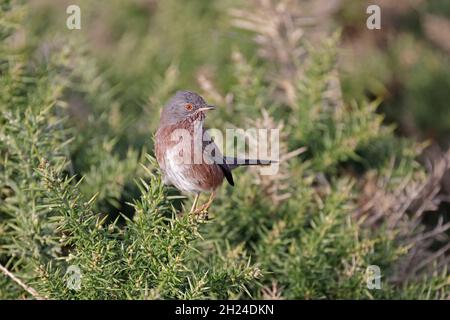 Dartford Warbler im RSPB Minsmere Reserve Suffolk Stockfoto