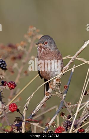 Dartford Warbler im RSPB Minsmere Reserve Suffolk Stockfoto